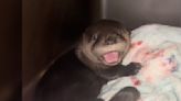 Baby Otter Who Lost His Whole Family Can't Stop Crying For Someone To Love Him