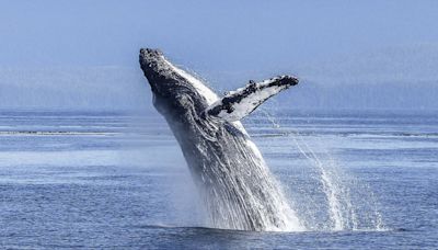 Mira cómo ballena jorobada volteó barco en la costa de New Hampshire - El Diario NY