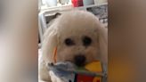 Internet in tears over what Maltipoo does every day "to feel included"