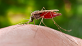 ¿Y si la malaria volviera a llamar a las puertas de Europa?