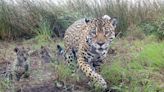 Nacieron tres cachorros de yaguareté: el tierno video junto a su mamá en el Parque Nacional Iberá