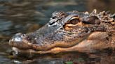 Nine-foot-long alligator bites off fisherman's hand at Florida golf course