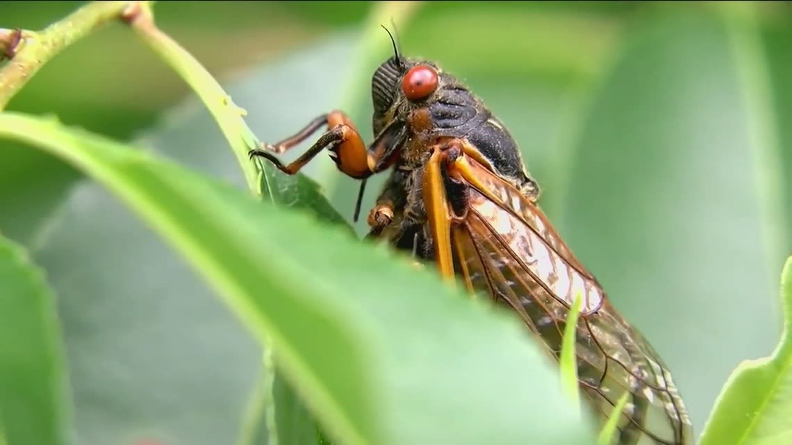 Cicadas in Virginia and North Carolina: Why is my dog eating them?