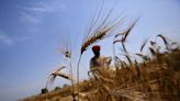 Chicago wheat surges to daily trading limit as India bans exports