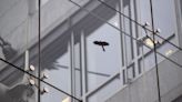 Billions of birds collide with glass buildings — but architecture has solutions