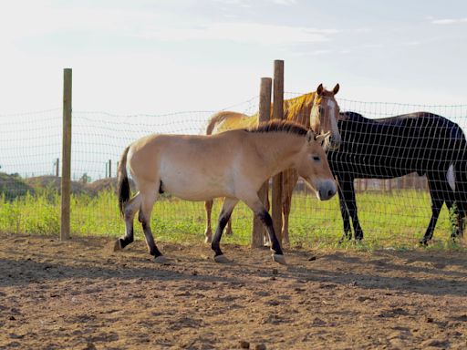 ‘Ferrari in a junkyard’: Mules sold at auction are rare, endangered horses