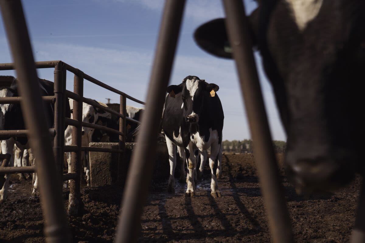 Bird Flu Remnants Found in Pasteurized Milk After Cows Infected in Eight States