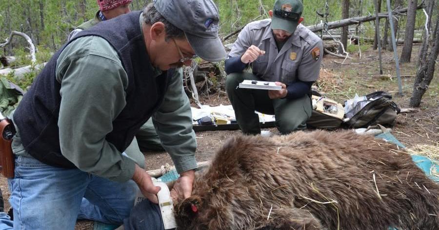 Commission asked to sign off on new Greater Yellowstone grizzly bear MOA