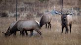 Rocky Mountain National Park fall guide: Best aspen, elk viewing and timed-entry tips