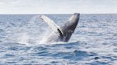 Satoshi-Era Bitcoin Whale Moves $11 Million After Sleeping for 12 Years