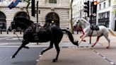 Army gives update on Household Cavalry horses injured bolting through London