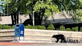 Bear spotted in downtown Asheville. Here's what to know about common bear misconceptions.