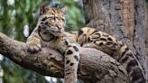 Clouded leopard: The cat with saber-like teeth that can walk upside down in trees