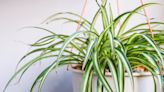 How to Grow and Care for a Spider Plant (Our Favorite Low-Maintenance, Hard-to-Kill Houseplant)