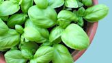 How to Grow Basil at Home