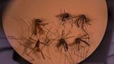 Brasil superó las 2.000 muertes por dengue este año