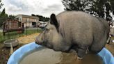 Norman Marini, longtime potbellied pig mascot at Veale Road produce market, dies