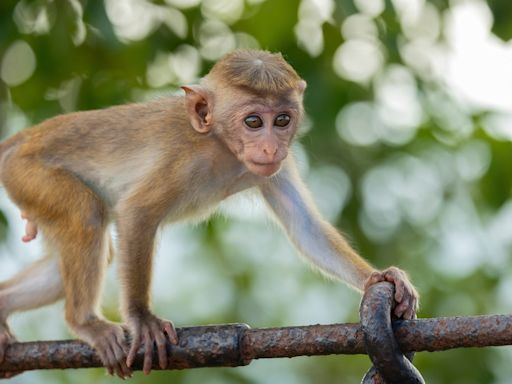 Milwaukee Zoo Welcomes Baby Macaque Monkey Into Its Family