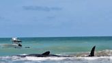Massive whale slowly dies off Florida coast as helpless beachgoers watch, photos show