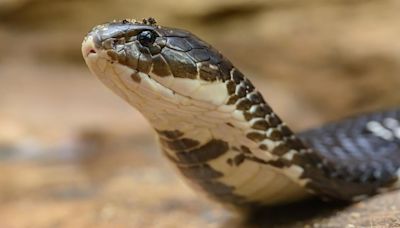 No, a truckload of cobras was not unleashed upon Casper