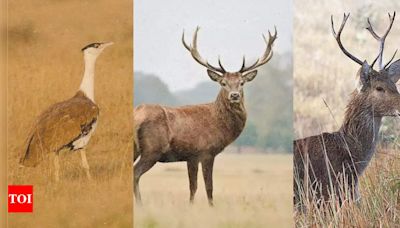 Wildlife wonders of India: 7 Species you can only find in India | - Times of India