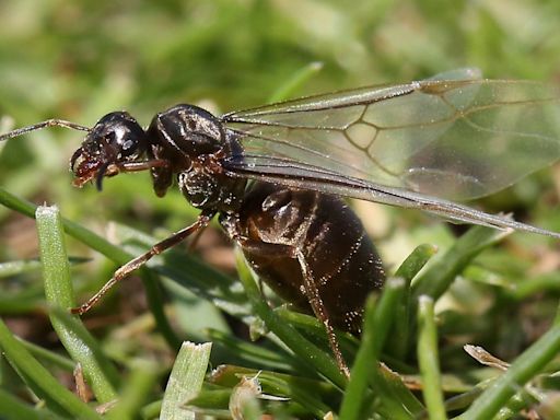 Flying ant day 2024: When will swarms appear this year and for how long?