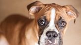 Three-Legged Boxer Adorably Tries to Break up a ‘Fight’ Between His Brother and Dad