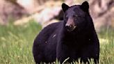 Bear strikes tourist in Alaska in ‘extremely rare’ city encounter