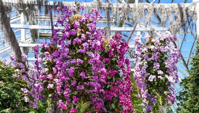 Discover Orchid Nights at the New York Botanical Garden