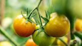 3 Reasons Your Tomatoes Aren't Turning Red—and 4 Ways to Help Them Ripen