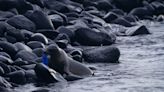 La necesidad de proteger Galápagos de la contaminación plástica