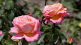 3,000 roses blooming at Hershey Gardens