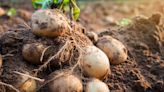 10 Companion Plants to Grow Next to Potatoes for a More Robust Crop