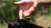 How Tampa’s ‘snake man’ is trying to save Florida’s snakes from a deadly disease