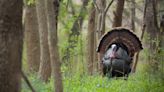 Eastern Wild Turkey: The King of Longbeards