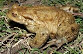 Bufo