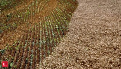 Climate-proofing India's daily bread: The race for resilient wheat