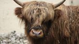 Roosevelt Park Zoo mourns loss of Scottish Highland bull