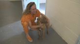 Stray dogs and inmates heal together inside Navajo County Jail
