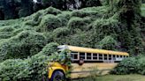 Your ultimate guide to Kudzu in the Carolinas: How to tackle the invasive plant and win
