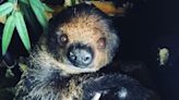 Photos: Austin exotic pet store mourning the loss of 'bougie' Sophia the Sloth