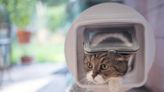 Cat owners issued 10-day warning as they must act or face £500 fines