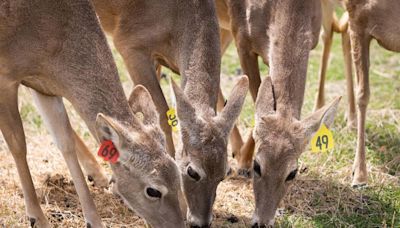 Did Texas researchers link hunter deaths to deer disease? Not quite. Here are the facts