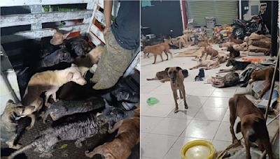 Así salvaron a perritos de "Cachorrilandia" en Quintana Roo