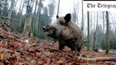 How wild boars are threatening Italy’s prosciutto ham industry