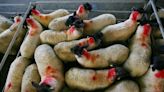 Factories slash up to 50c/kg off lamb quotes