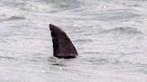 Children on school trip to Devon spot shark's fin in the water - but all was not as it seemed