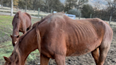 SPCA seizes 10 neglected horses from Fresno-area owner. Here’s how you can help