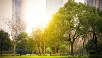 Día Mundial del Árbol: las 7 formas en que ayudan a las ciudades a ser sostenibles