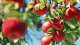 When Is Apple Picking Season, Plus 7 Must-Know Apple Harvesting Tips